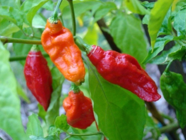 Sementes de pimenta Buth Jolokia